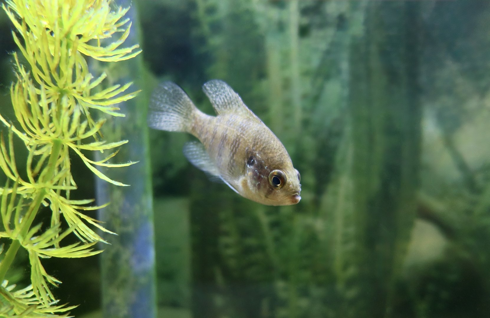 Banded Sunfish (Enneacanthus obesus) - Cold Spring Harbor Fish Hatchery & Aquarium