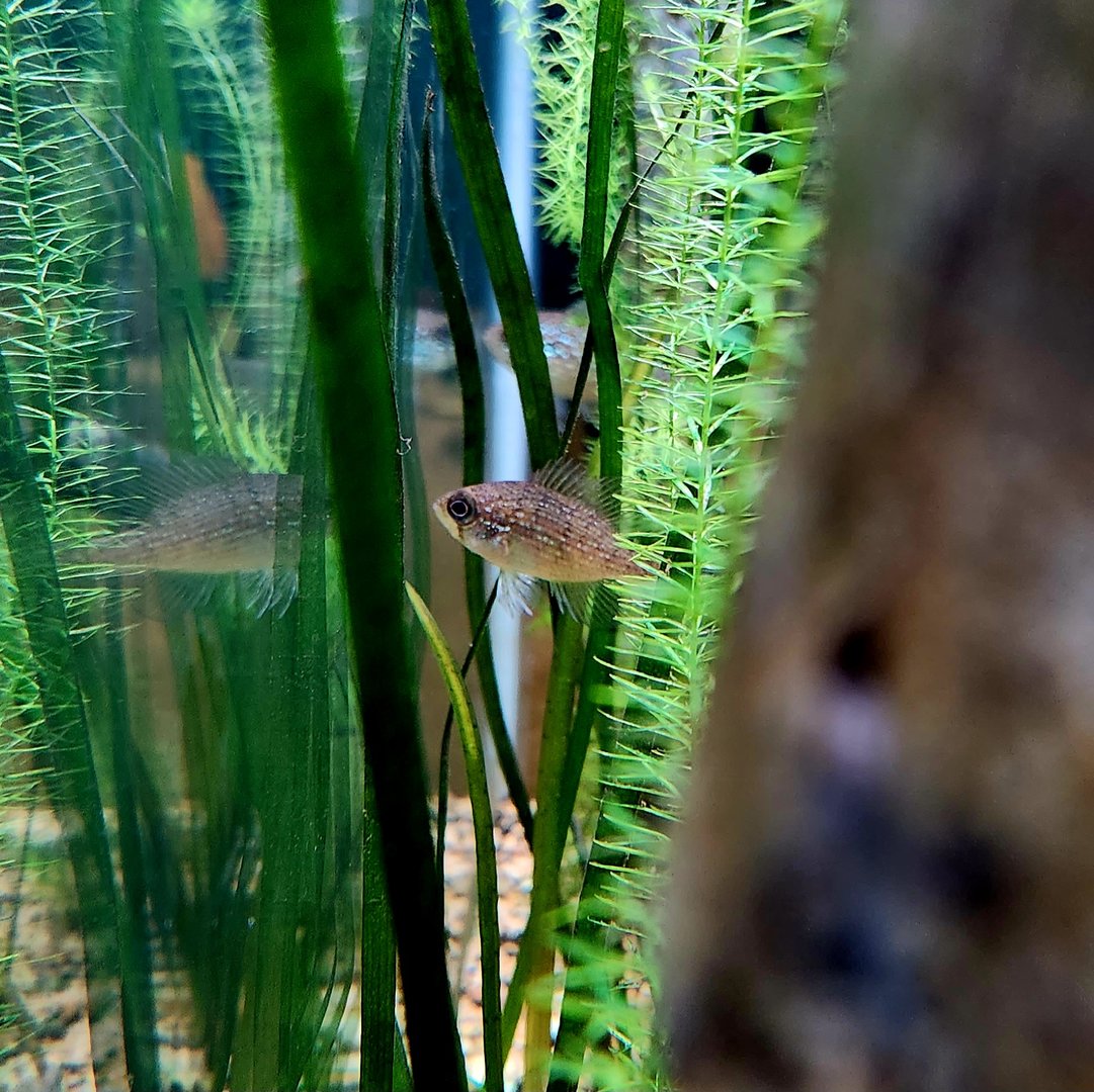 Banded Sunfish (Enneacanthus obesus)