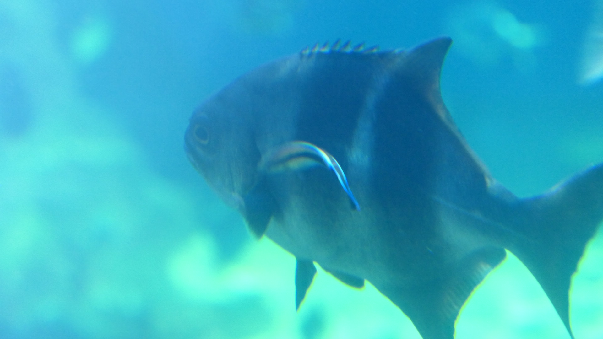 Banded Sweep (Scorpis georgiana) and Bluestreak Cleaner Wrasse (Labroides dimidiata)