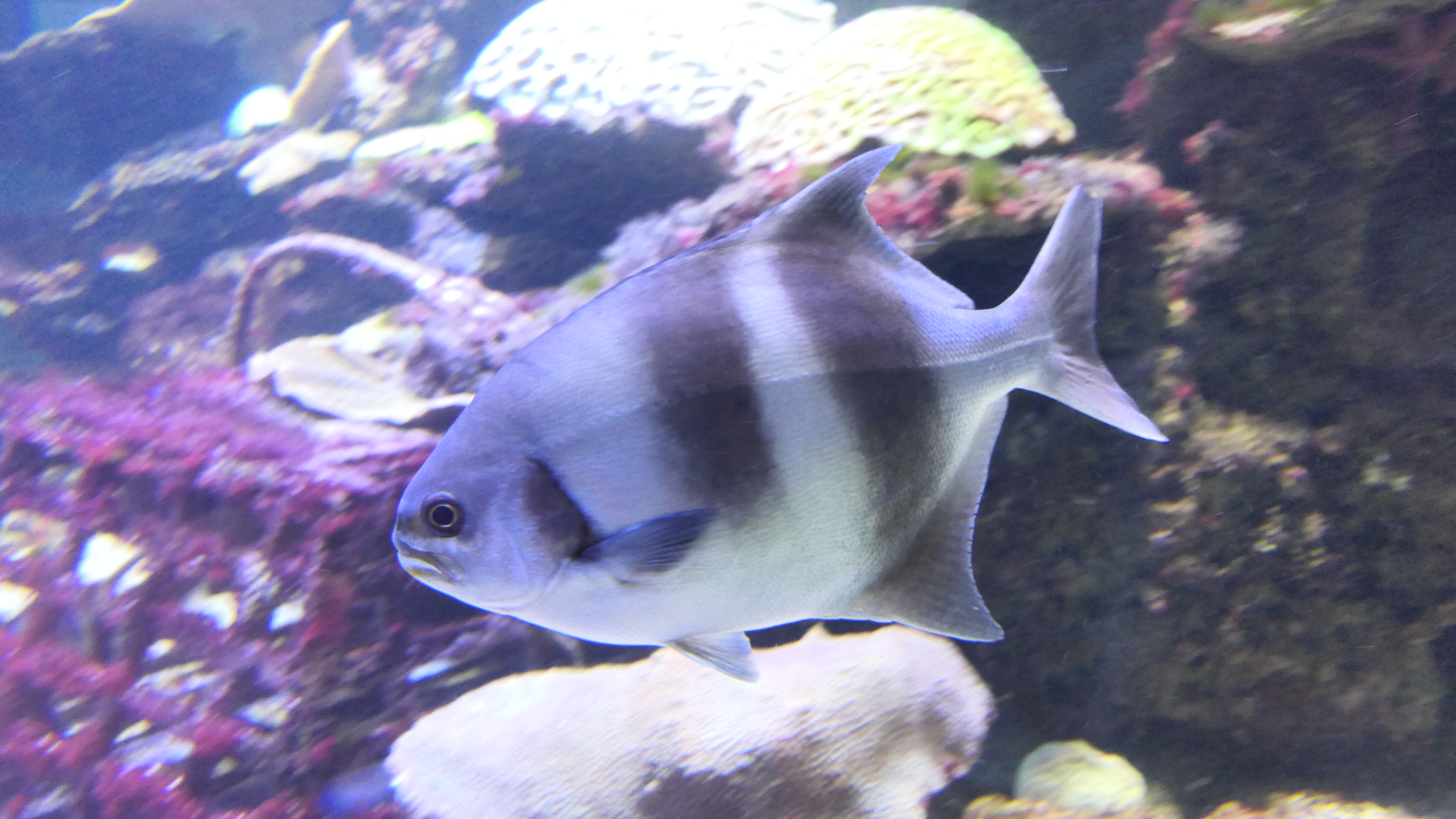 Banded Sweep (Scorpis georgiana) - Dolphin Discovery Centre, Bunbury