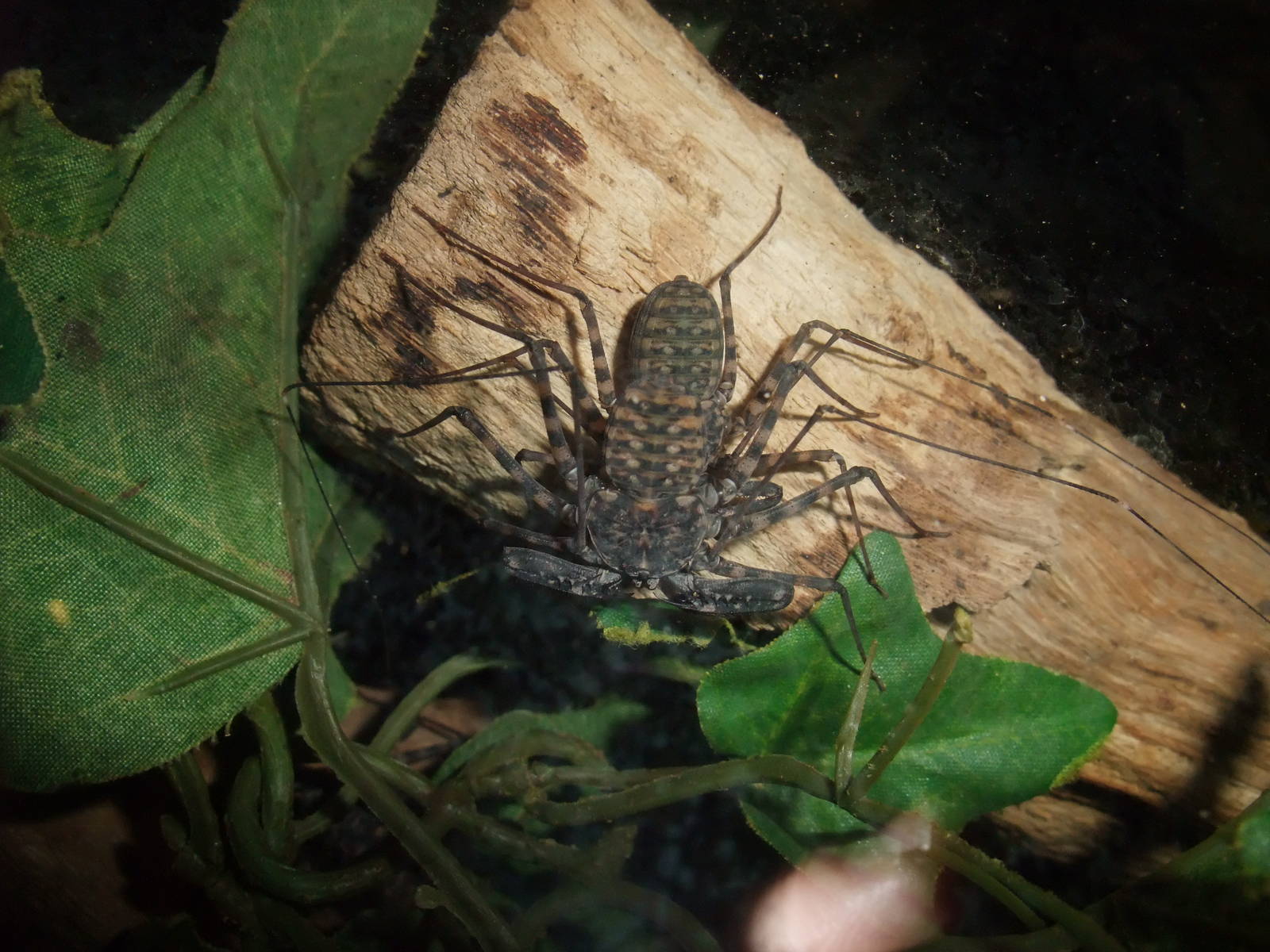 Banded Tailless Whipscorpion at Bristol, 06/02/12