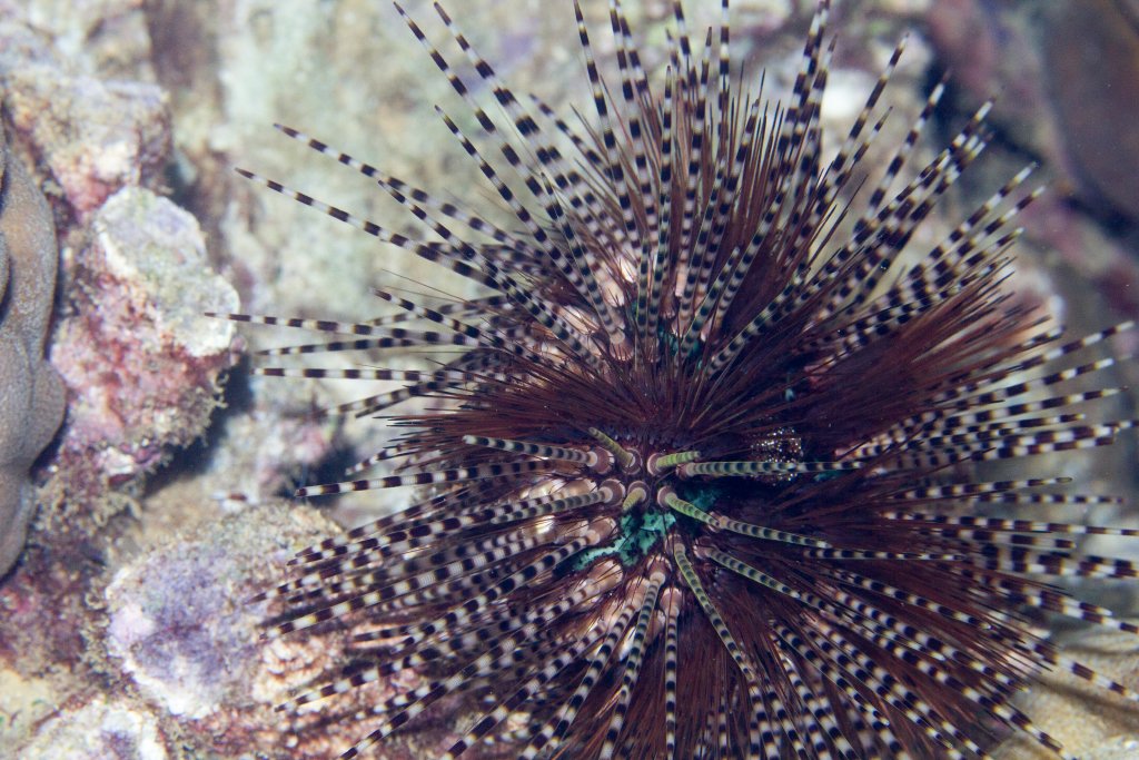 Banded Urchin