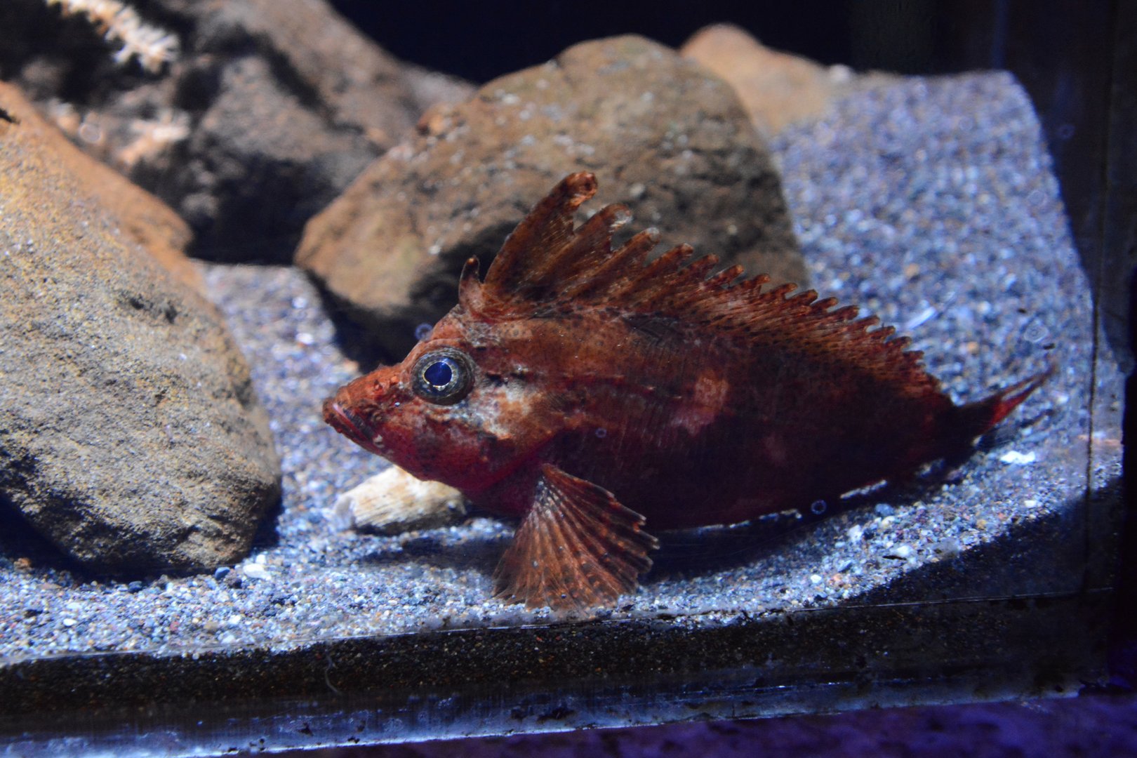 Banded waspfish (Ocosia fasciata)