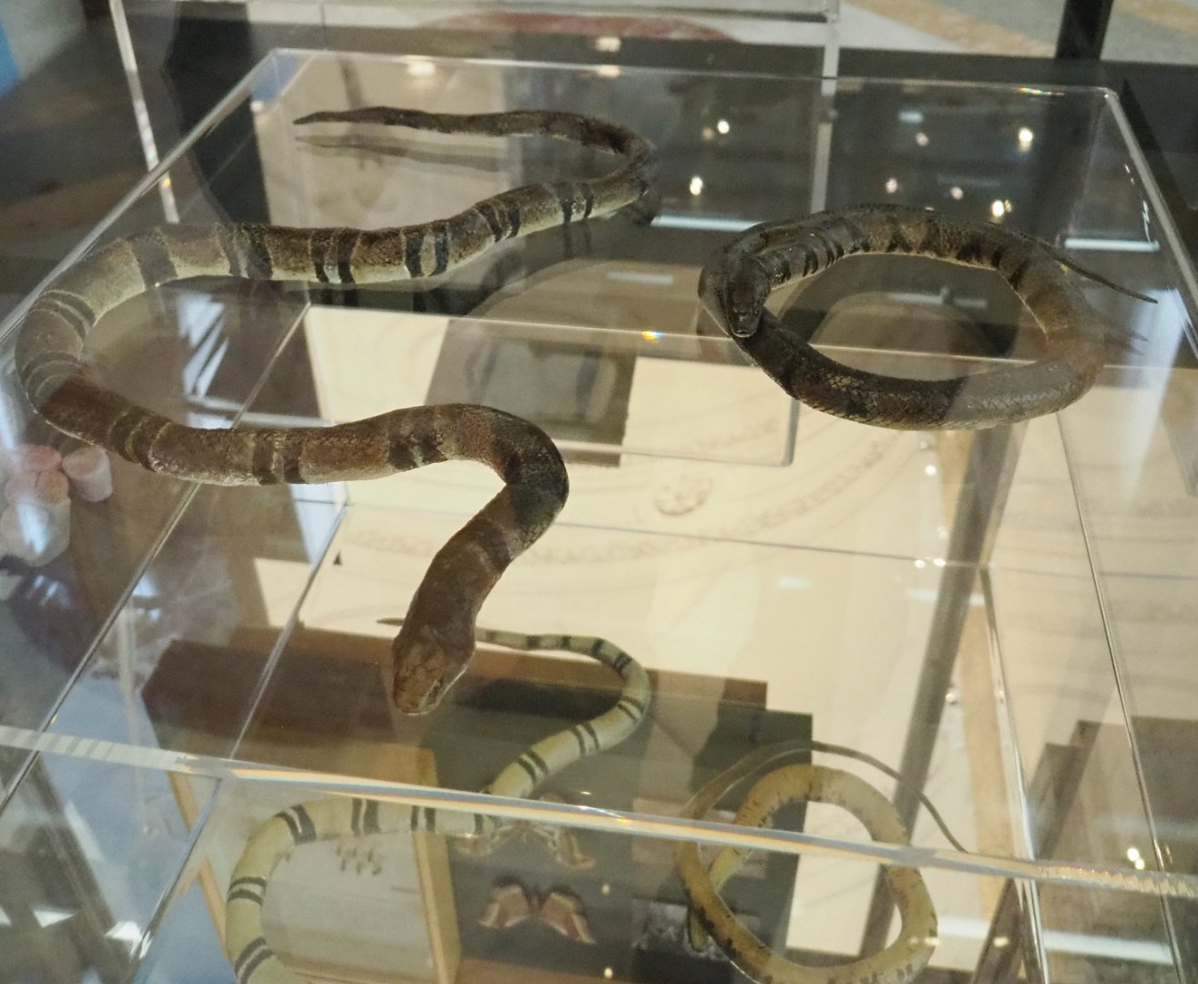 Banded water cobra (Naja annulata) and Ornate African water snake (Grayia ornata) replicas, 2021-10-20