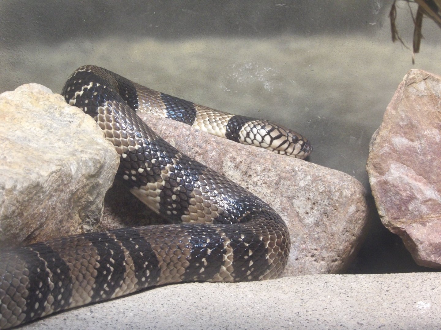 Banded Water Cobra(Naja annulata)