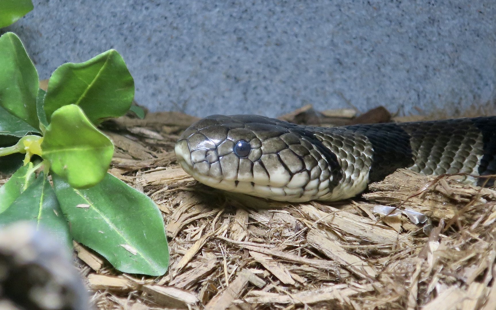 Banded Water Cobra (Naja annulata)