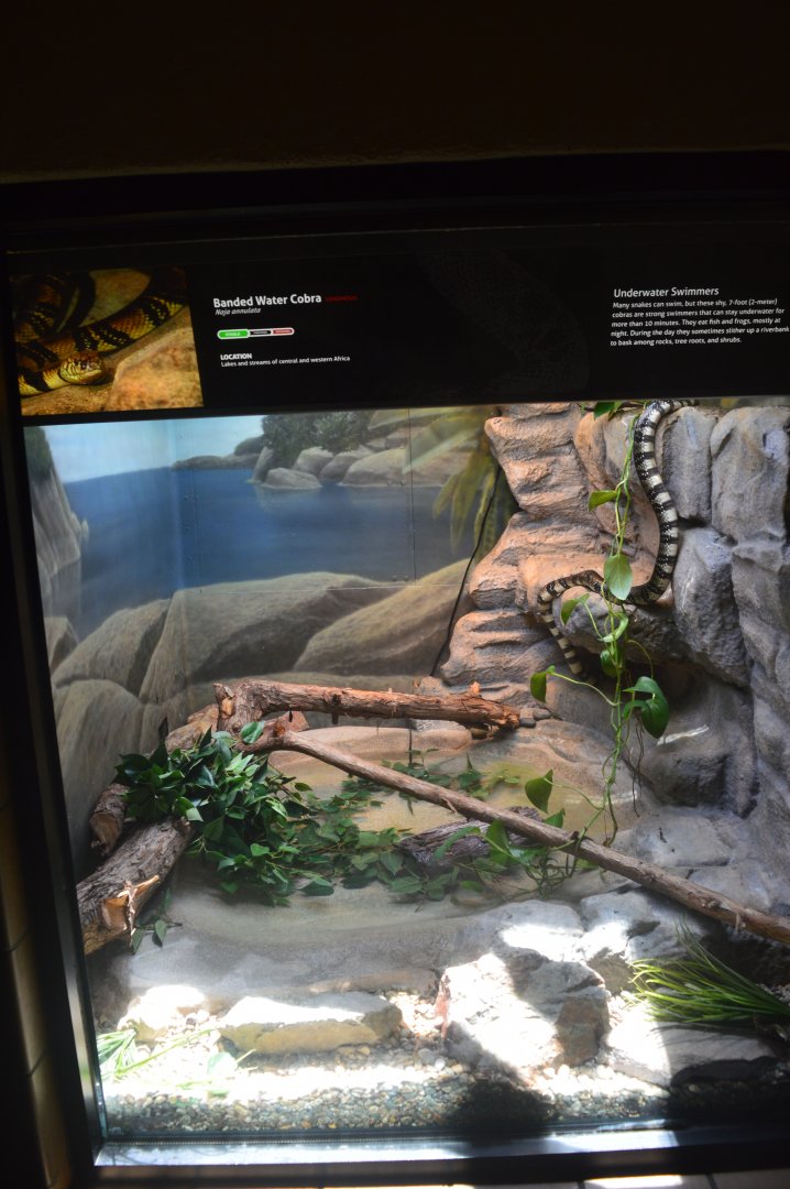Banded Water Cobra Terrarium