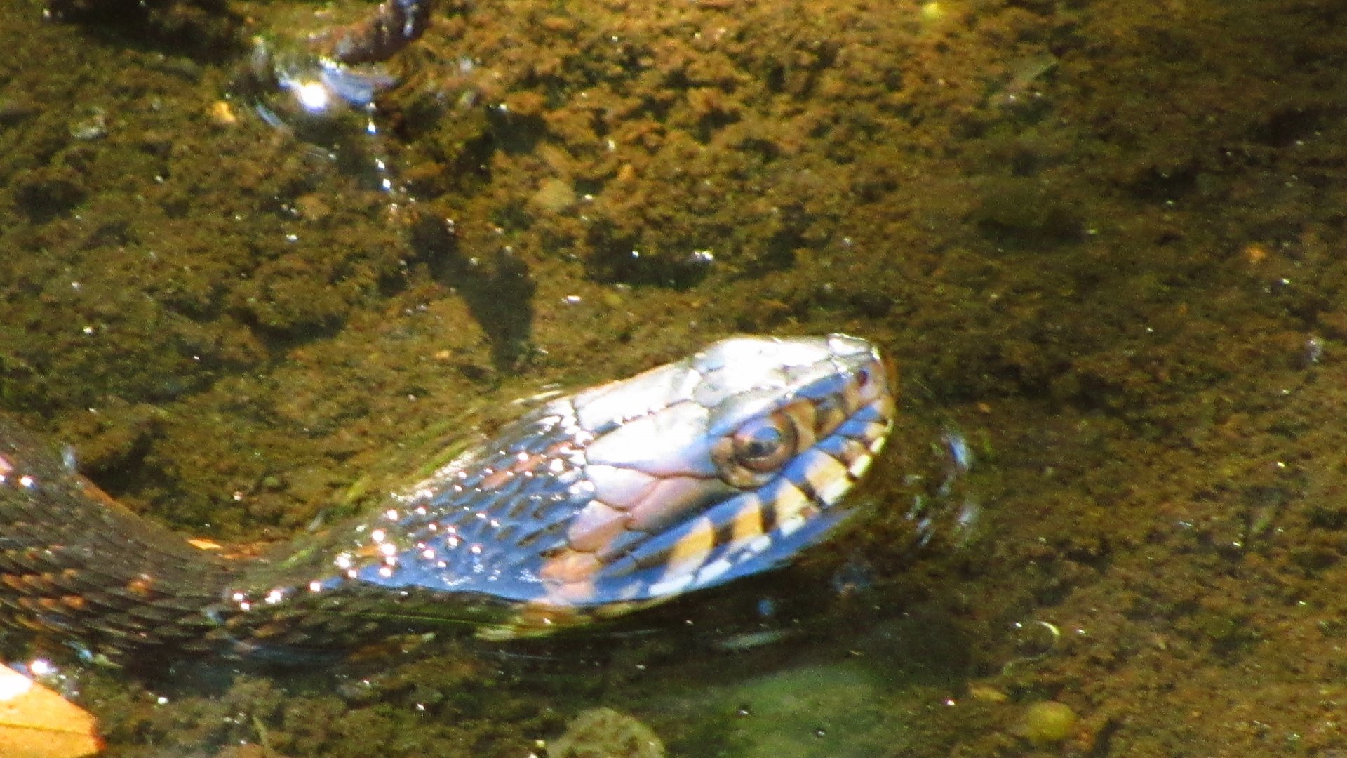 Banded Water Snake Closeup