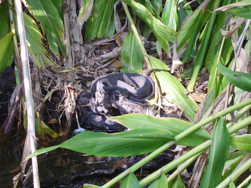 Banded Water Snake - Main Pond