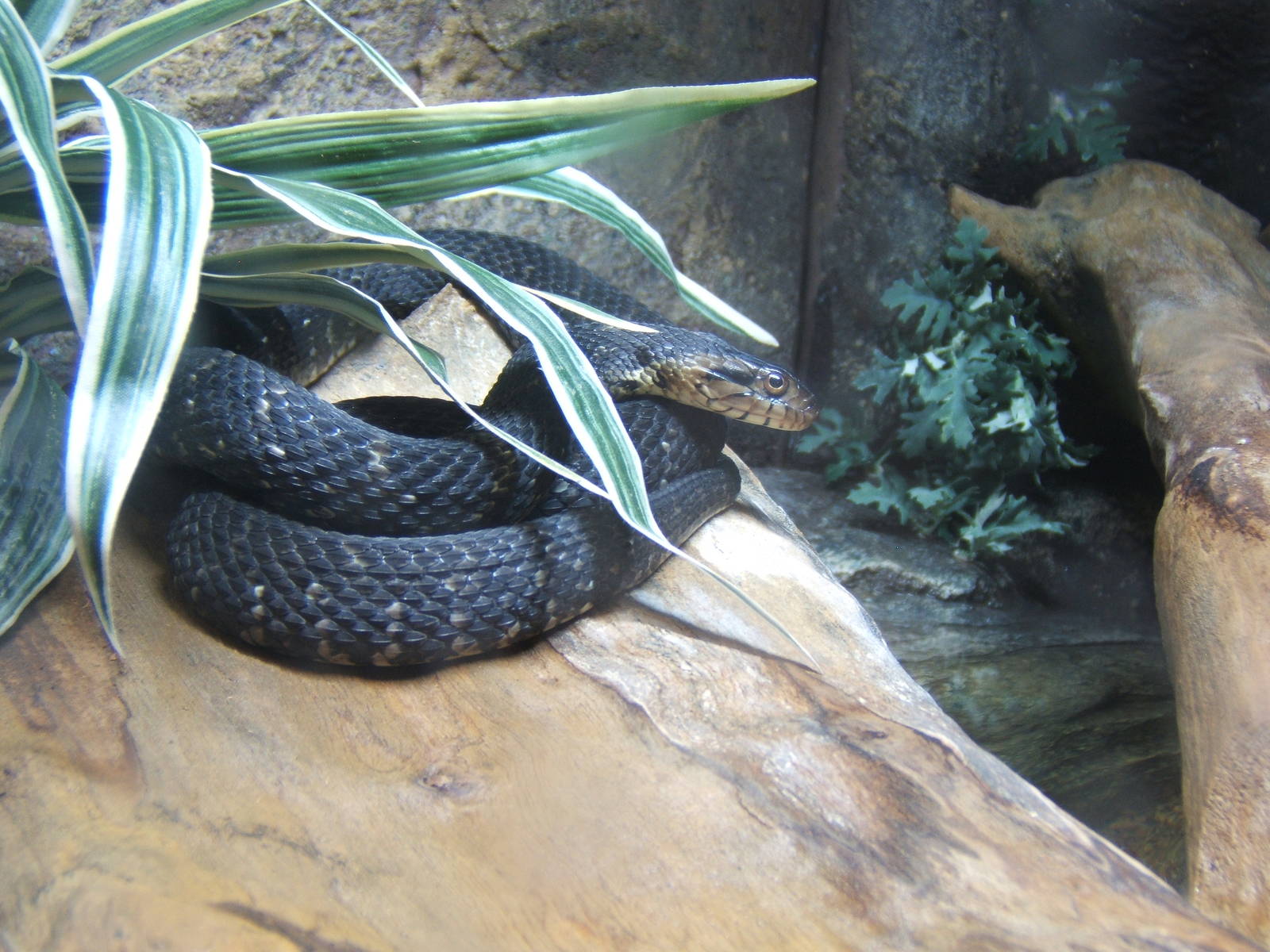 Banded Water Snake
