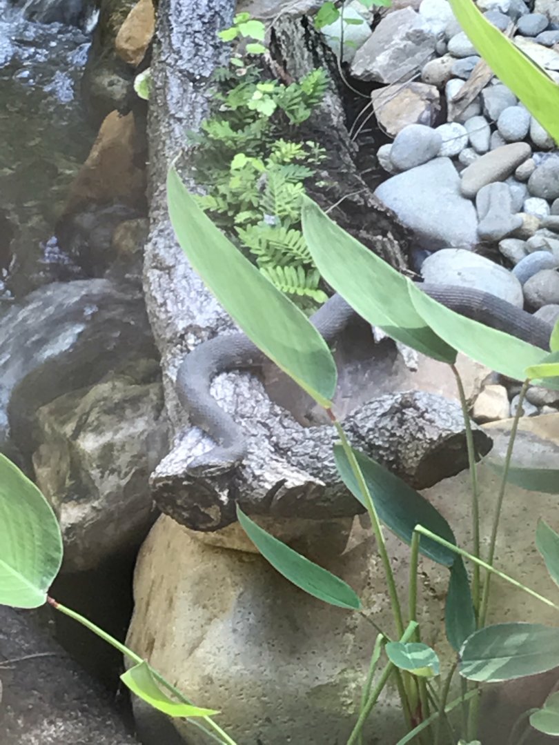 Banded water snake