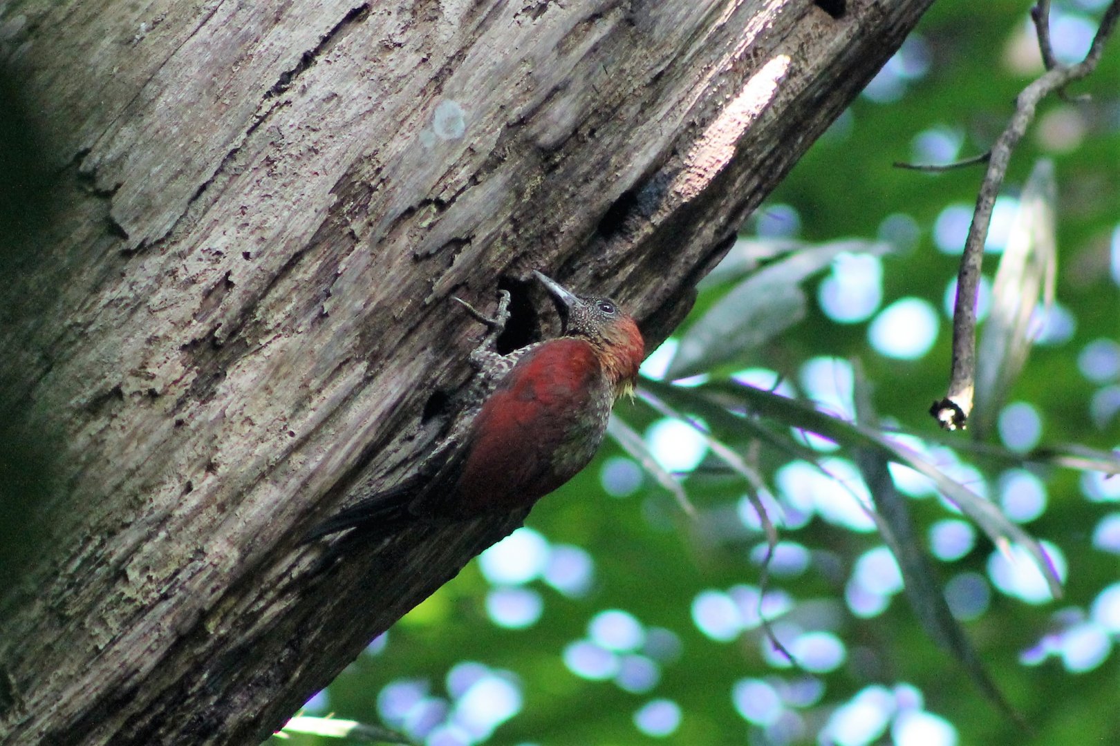 Banded Woodpecker (Picus miniaceus)