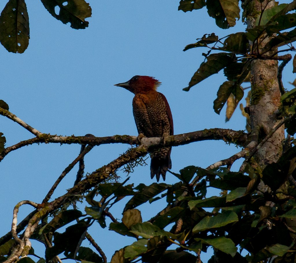 Banded Woodpecker