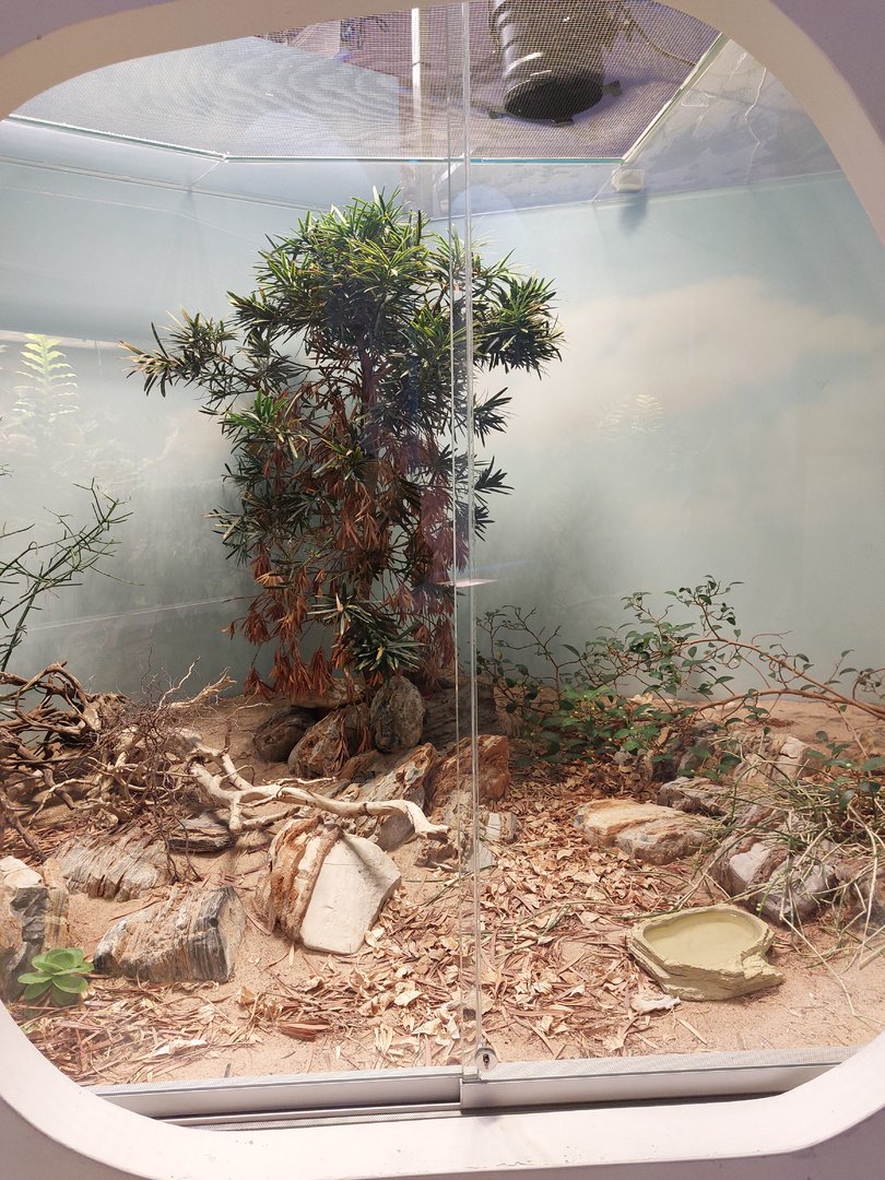 Bandedrock rattlesnake exhibit