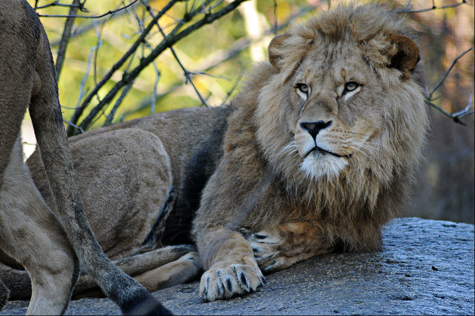 Bandele the lion at Hellabrunn