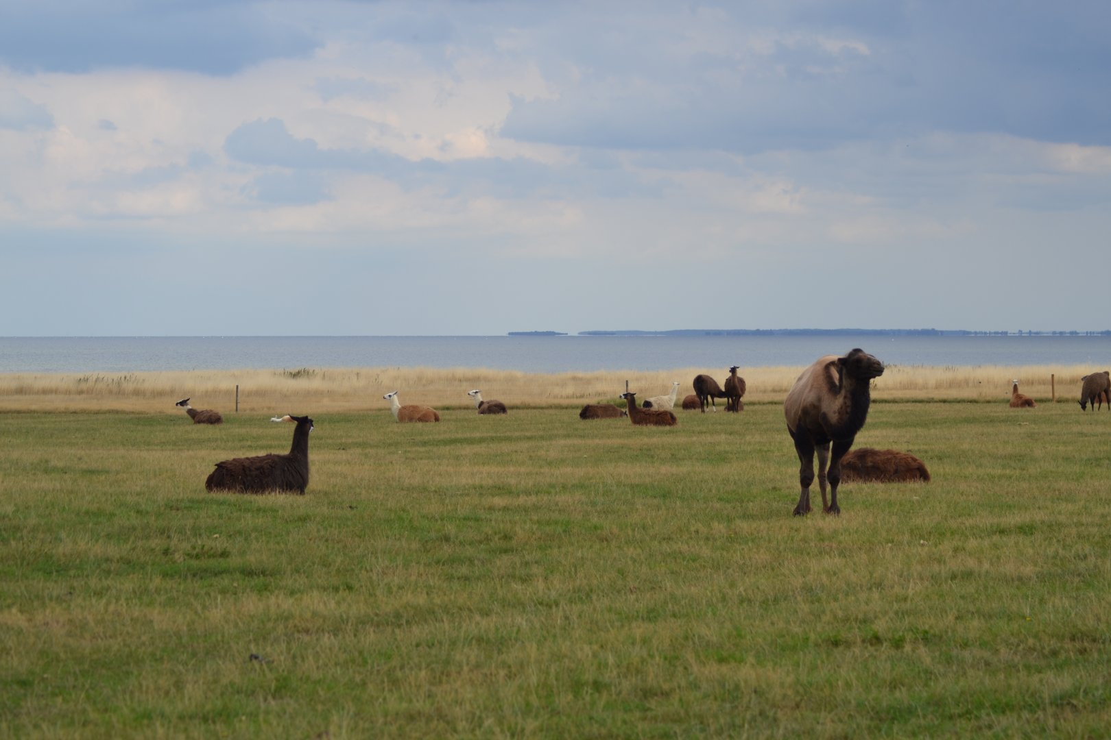 Bandholmmarken in Knuthenborg