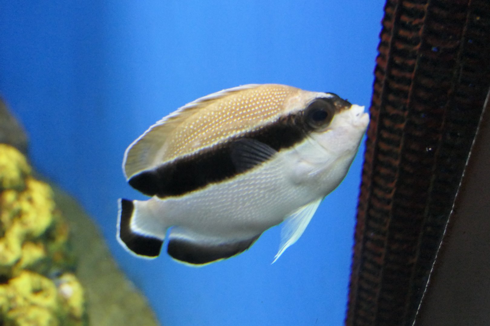 Bandit Angelfish ('Apolemichthys' arcuatus)