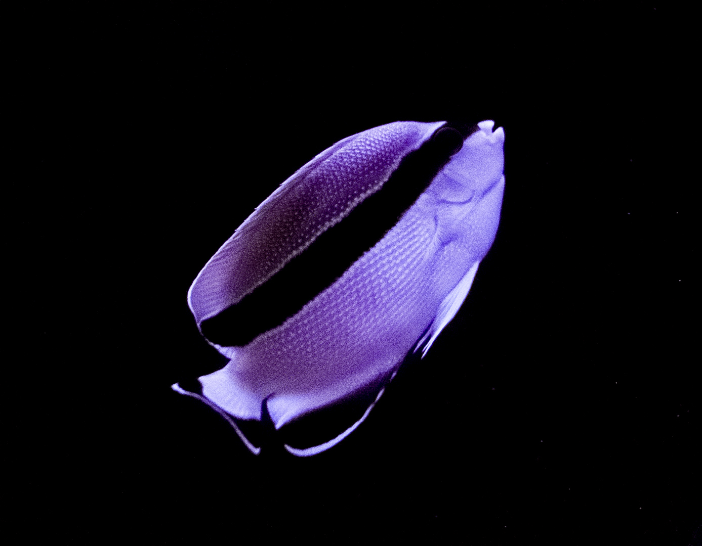 Bandit Angelfish // Twighlight Zone