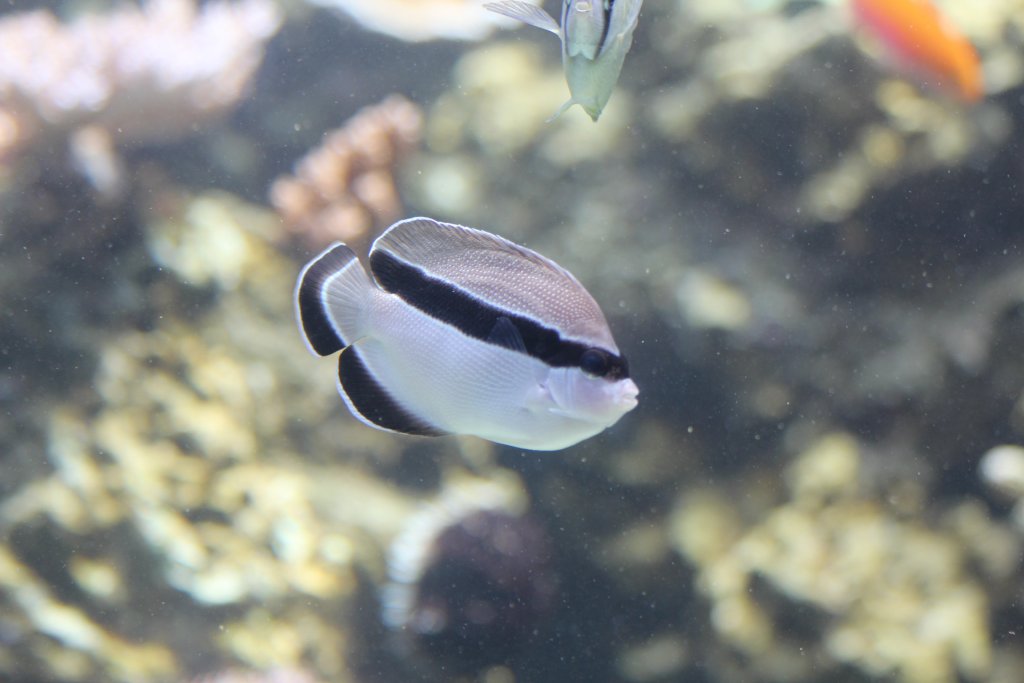 Bandit Angelfish