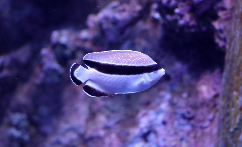 Bandit Angelfish