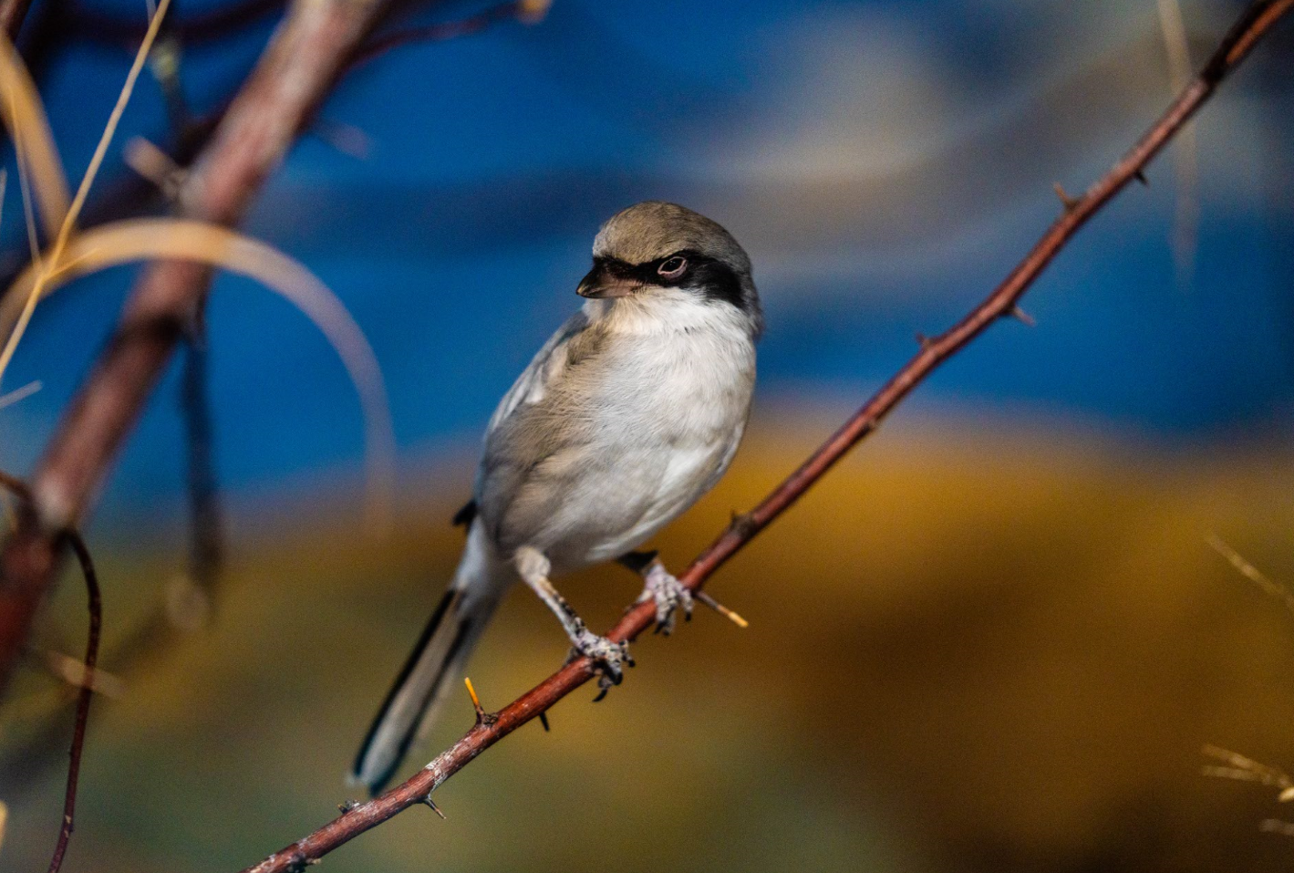 Bandit the male Eastern Loggerhead Shrike