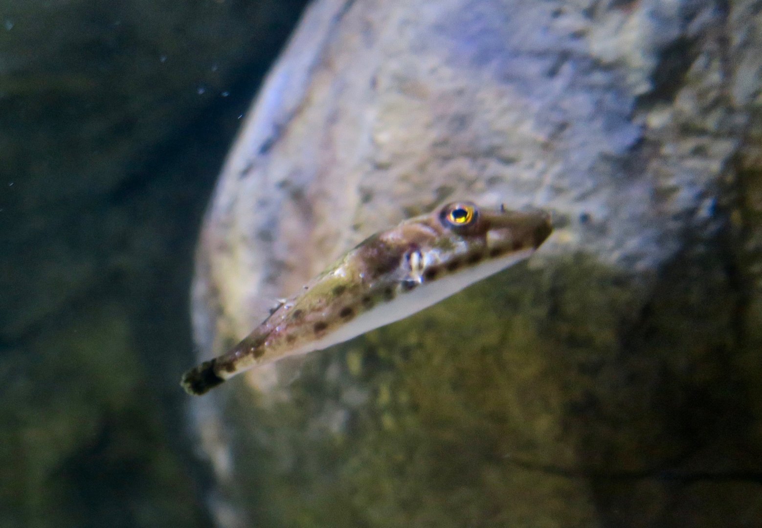 Bandtail Puffer (Sphoeroides spengleri)