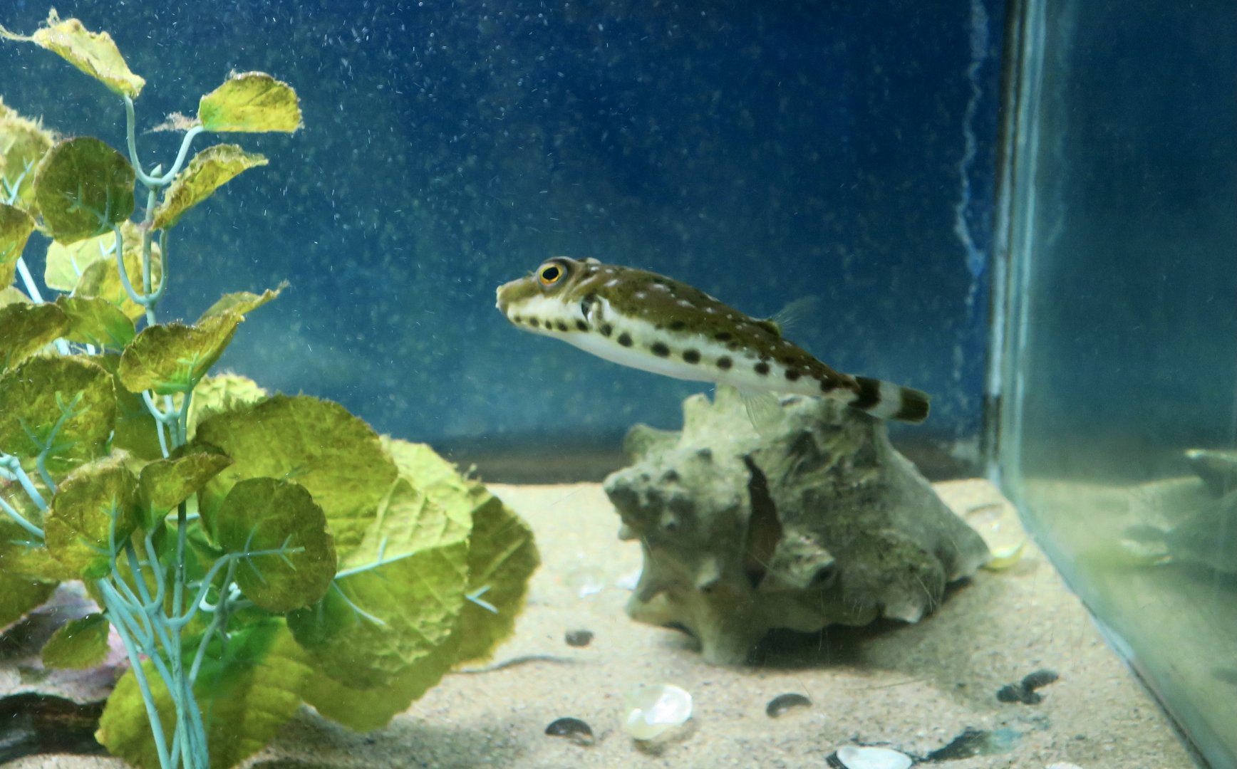 Bandtail Puffer (Sphoeroides spengleri)