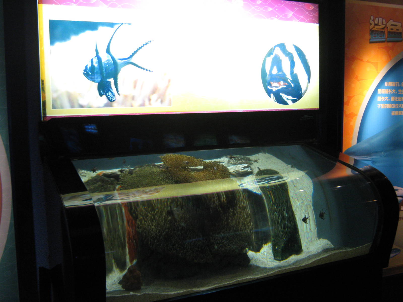 Bangaii cardinalfish (Pterapogon kauderni) tank