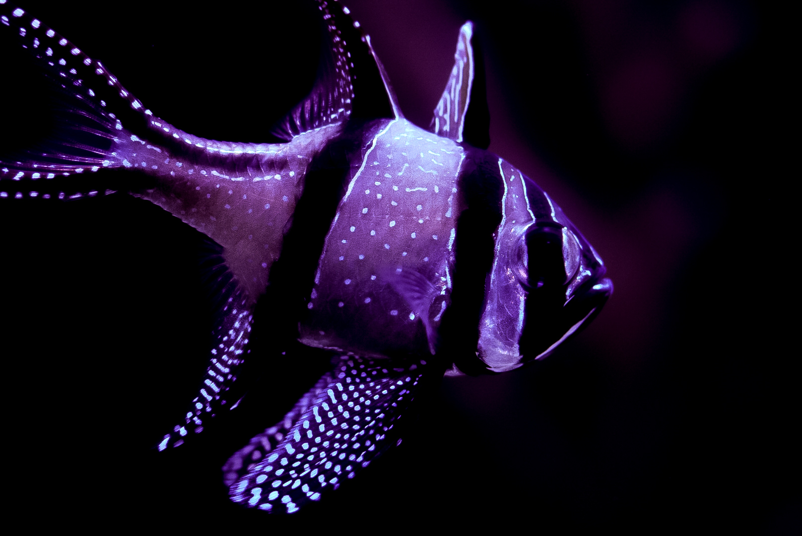 Bangaii Cardinalfish