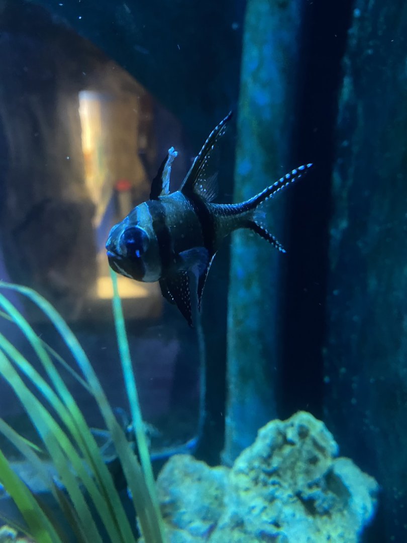 Banggai cardinal 251123