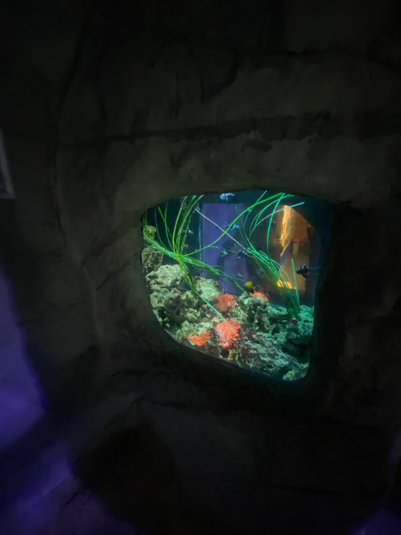 Banggai cardinal exhibit 251123