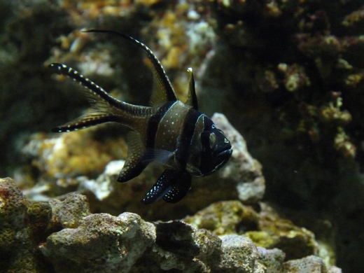 Banggai cardinal fish