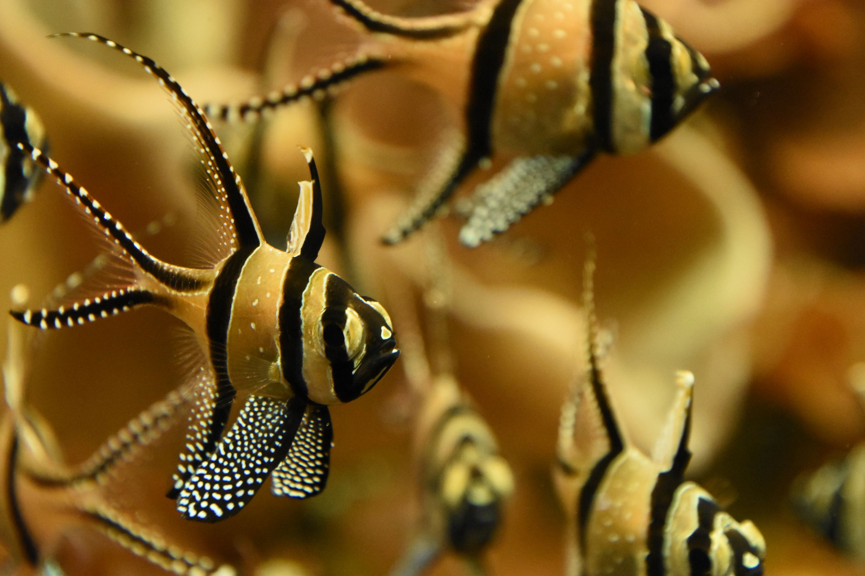 Banggai cardinal fish
