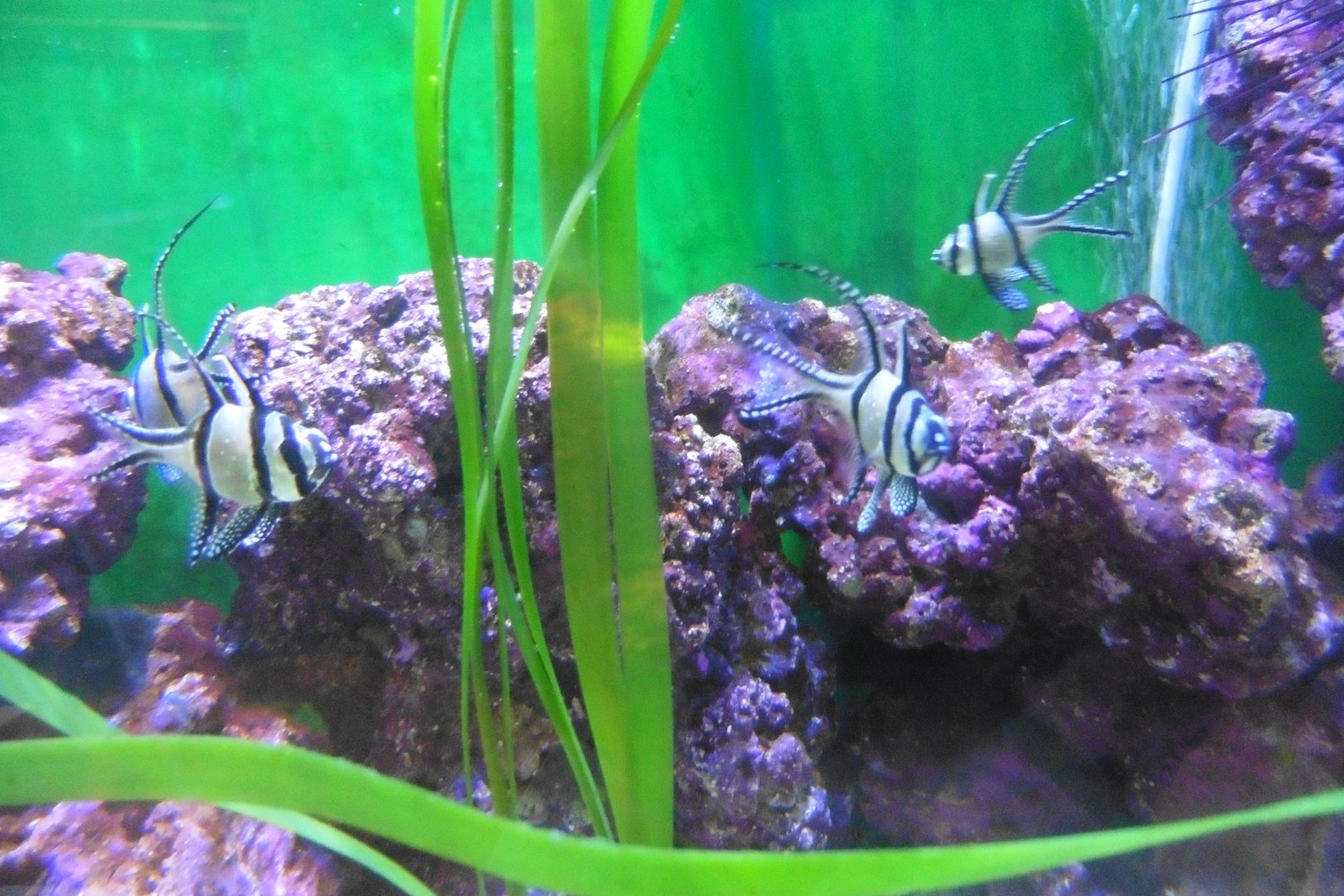 Banggai Cardinal fish
