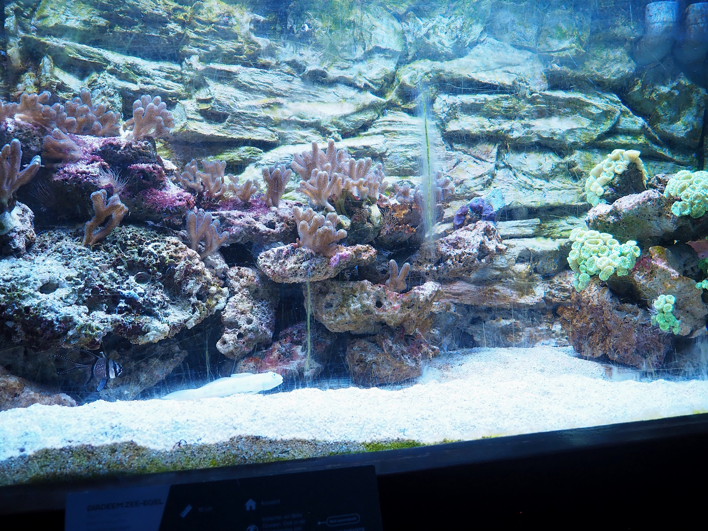 Banggai cardinal, Orange-spotted sleeper-goby and Marine invertebrate tank, 2023-08-17