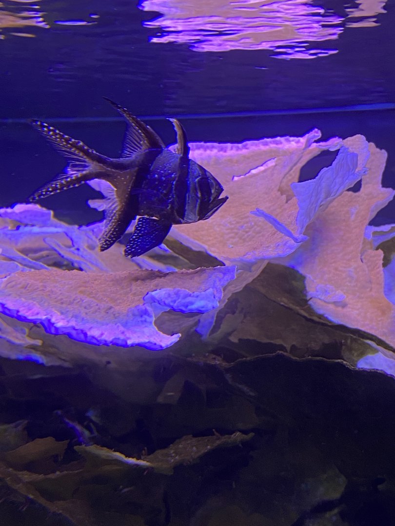 Banggai Cardinalfish - 2/12/2023