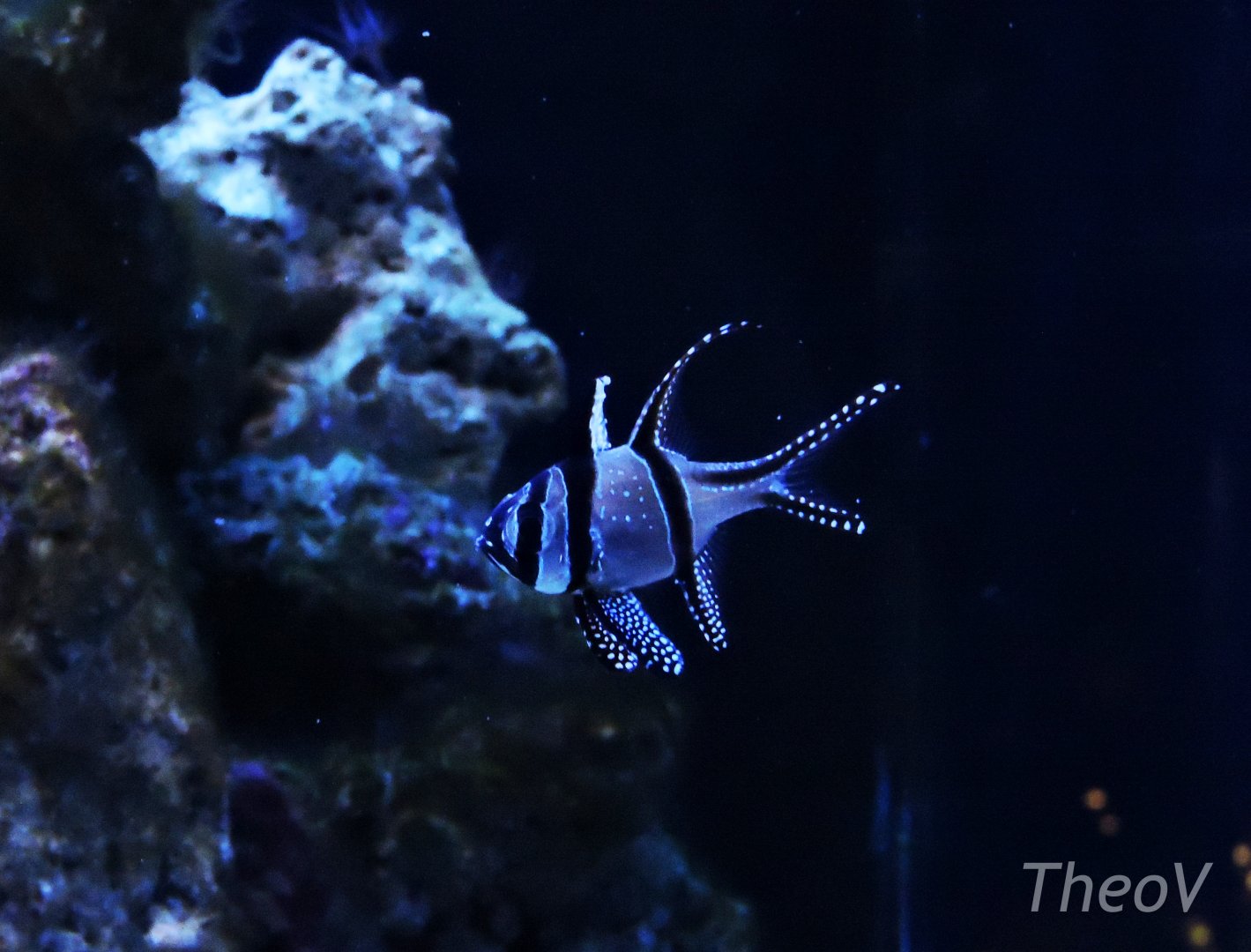 Banggai cardinalfish [2015]