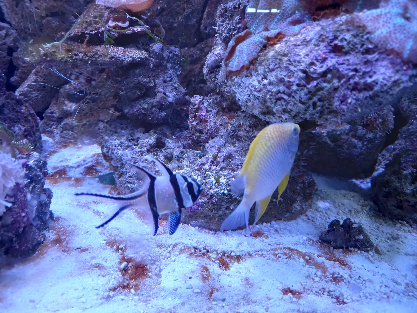 Banggai Cardinalfish and Golden Damselfish