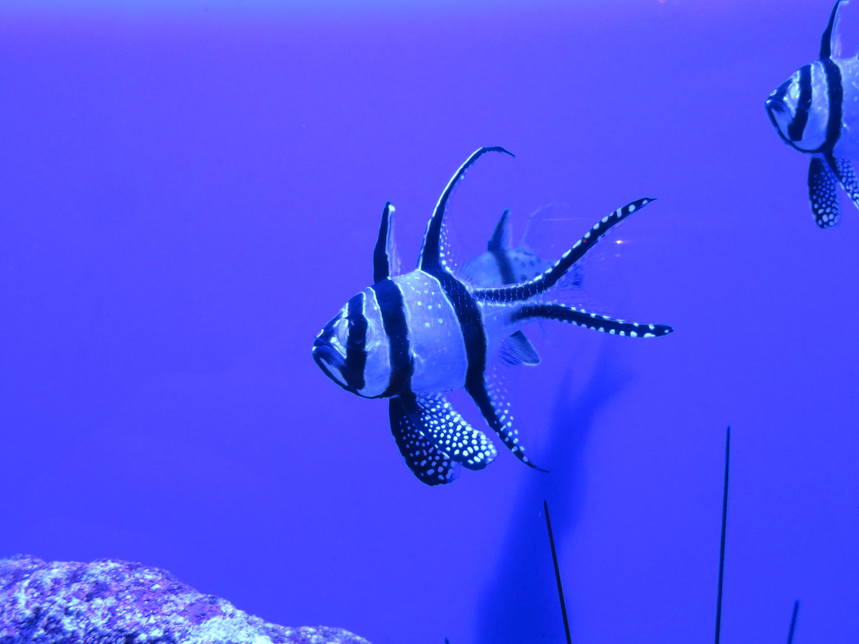 Banggai Cardinalfish (juvenile)