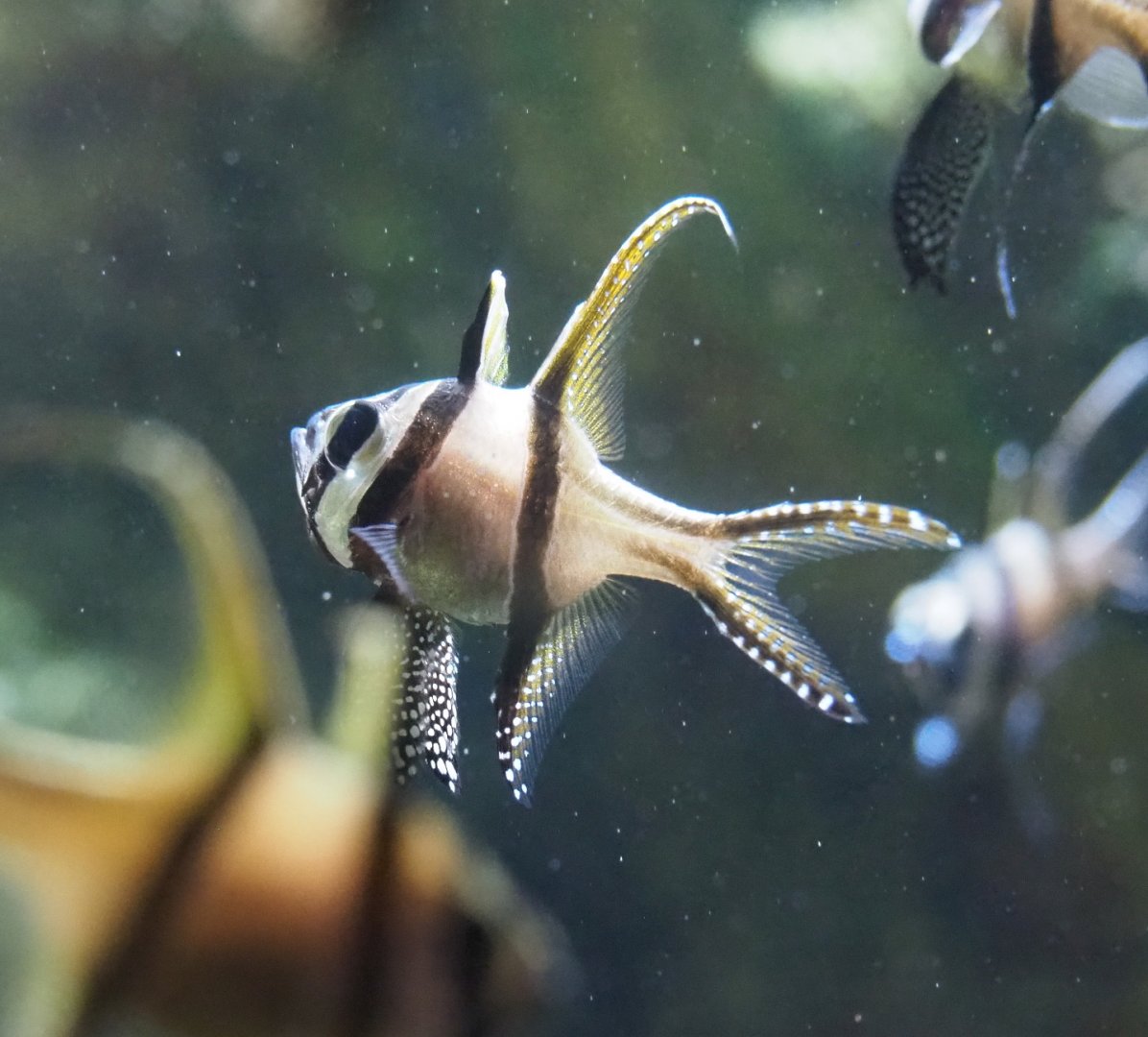 Banggai cardinalfish (Pterapogon kauderni), 2021-07-17