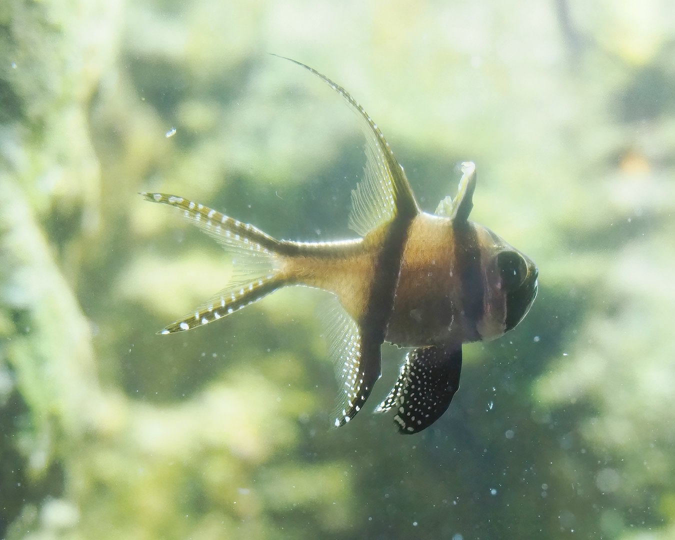 Banggai cardinalfish (Pterapogon kauderni), 2022-08-16