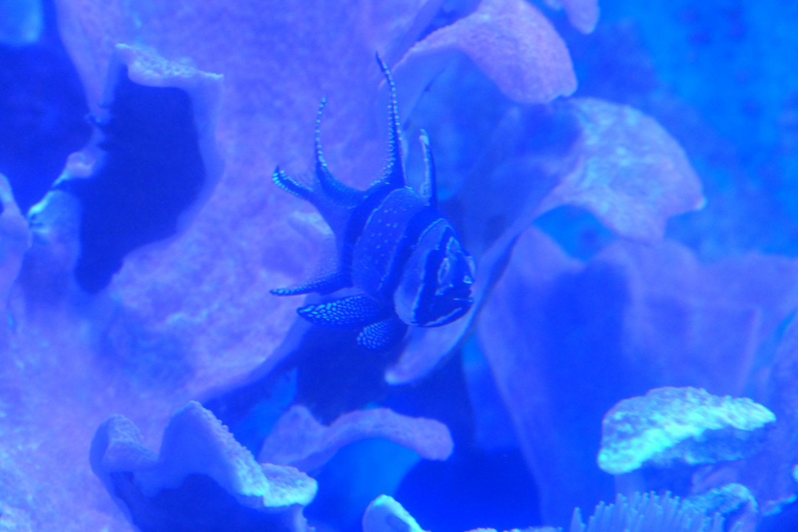 Banggai Cardinalfish (Pterapogon kauderni) - Uozu Aquarium