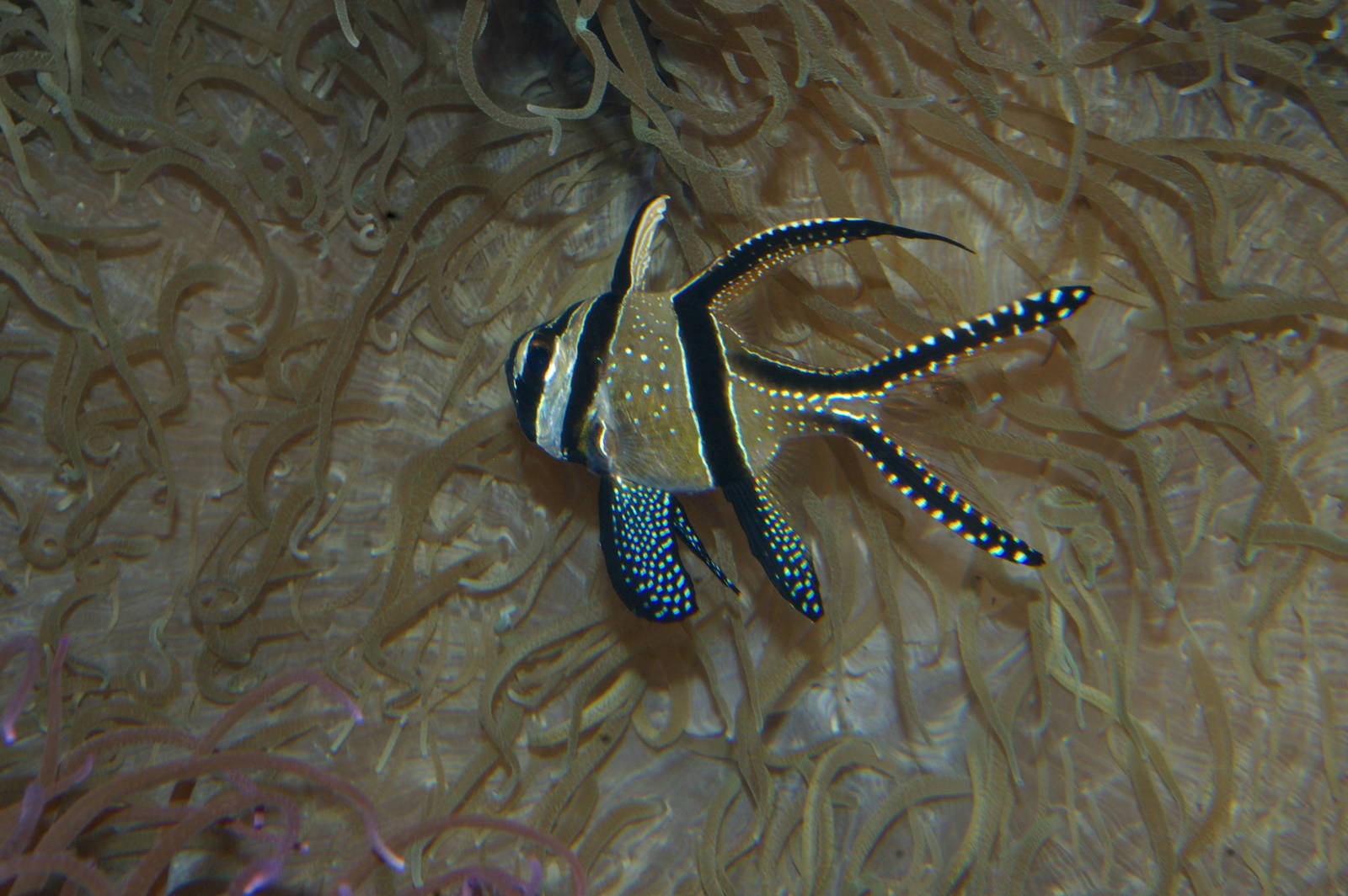 Banggai cardinalfish (Pterapogon kauderni)