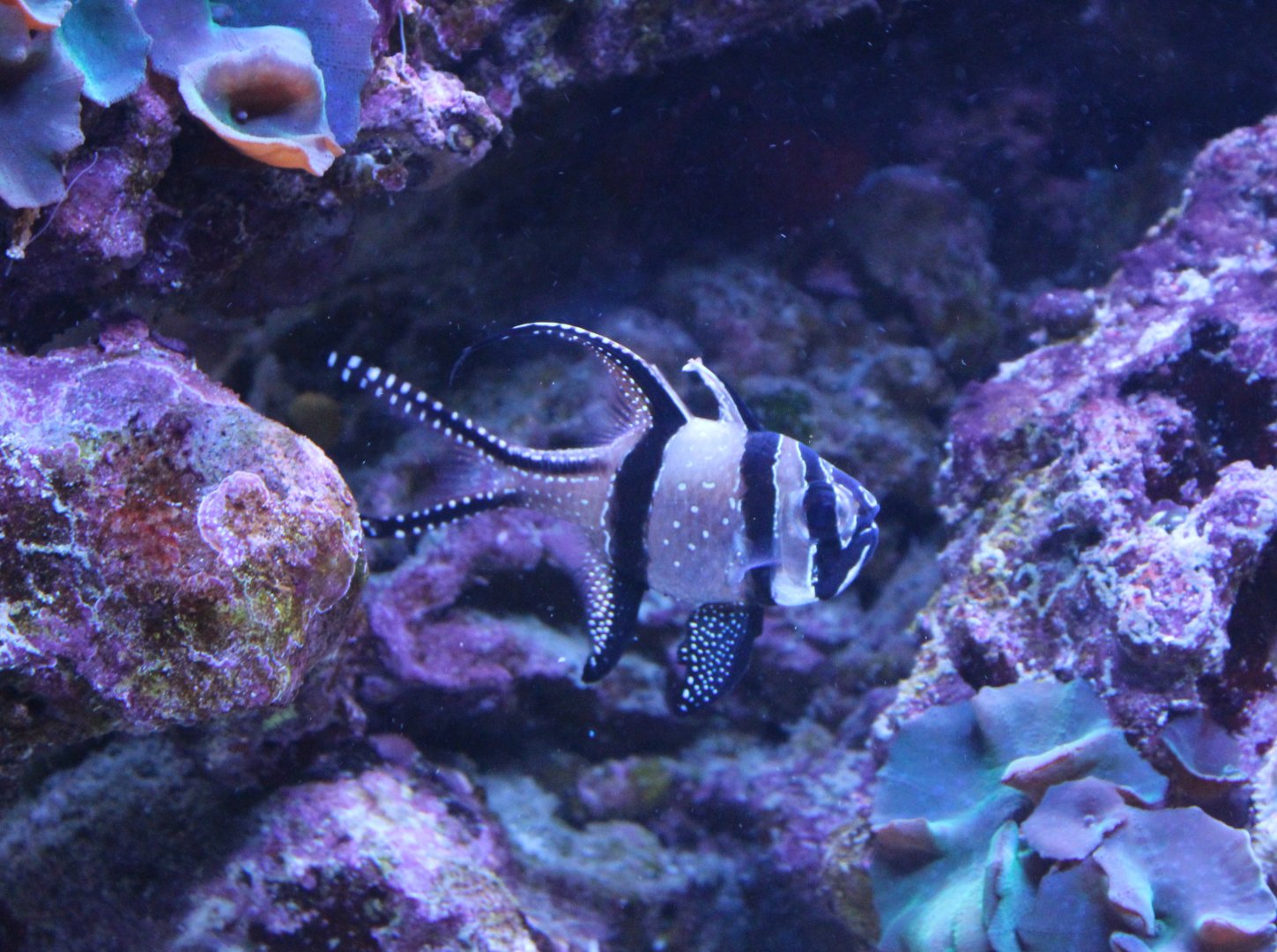 Banggai cardinalfish - Pterapogon kauderni