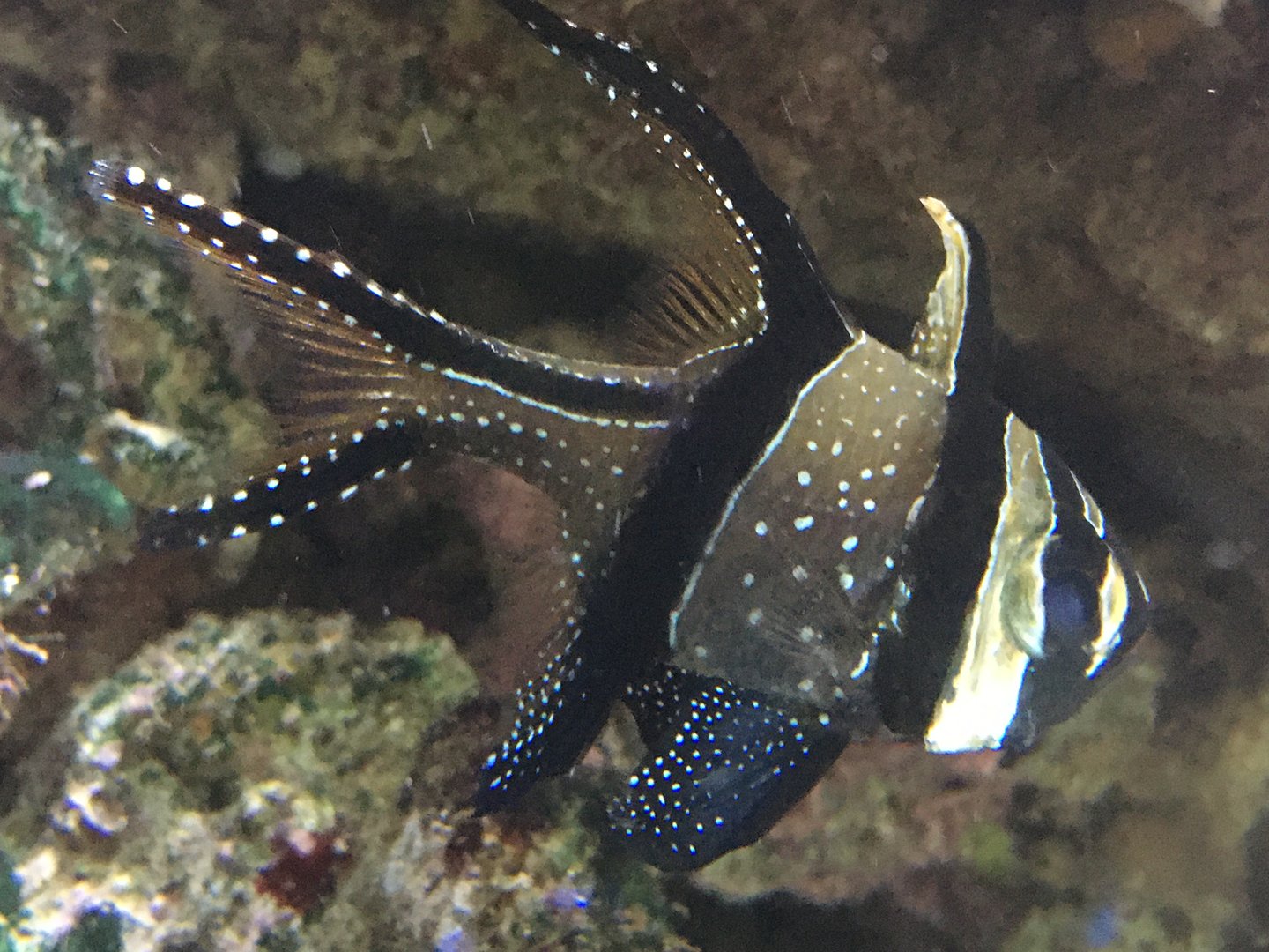 Banggai Cardinalfish (Pterapogon kauderni)