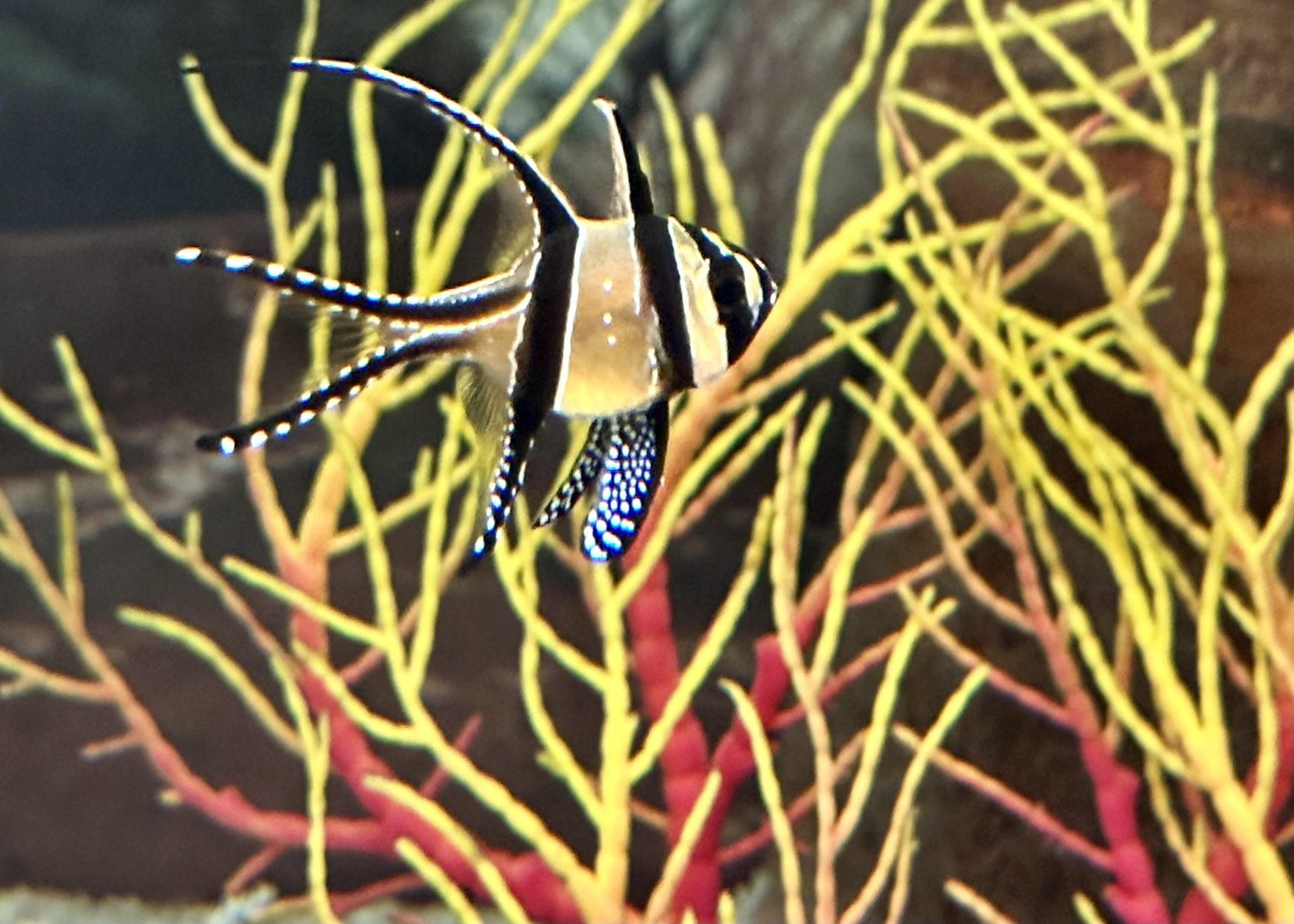 Banggai cardinalfish (Pterapogon kauderni)