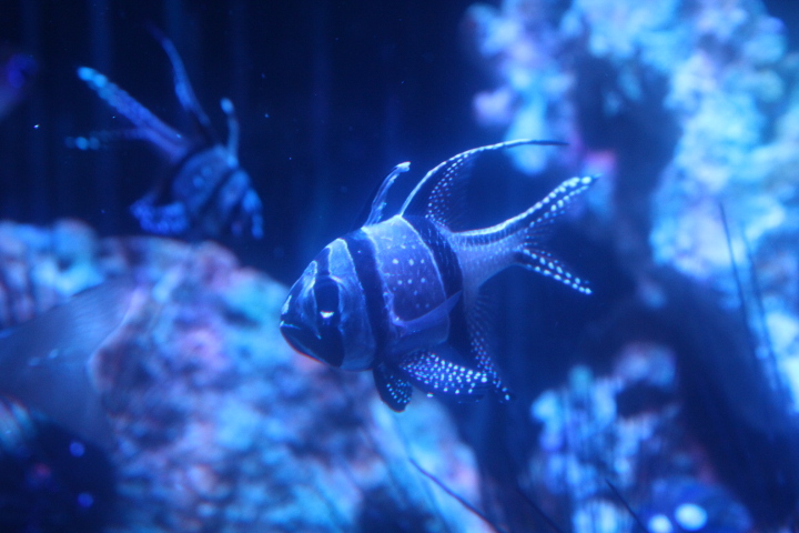 Banggai cardinalfish (Pterapogon kauderni)
