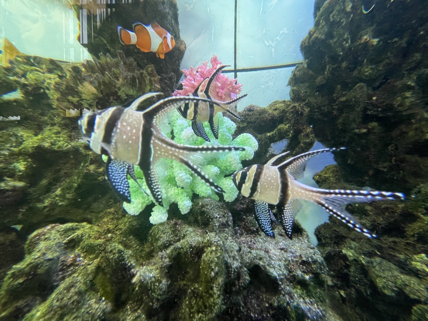 banggai cardinalfish (pterapogon kauderni)