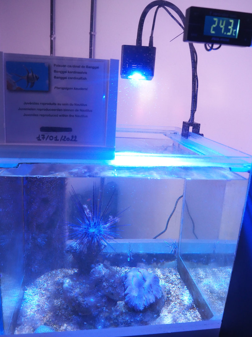 Banggai cardinalfish raising tank, 2022-09-14