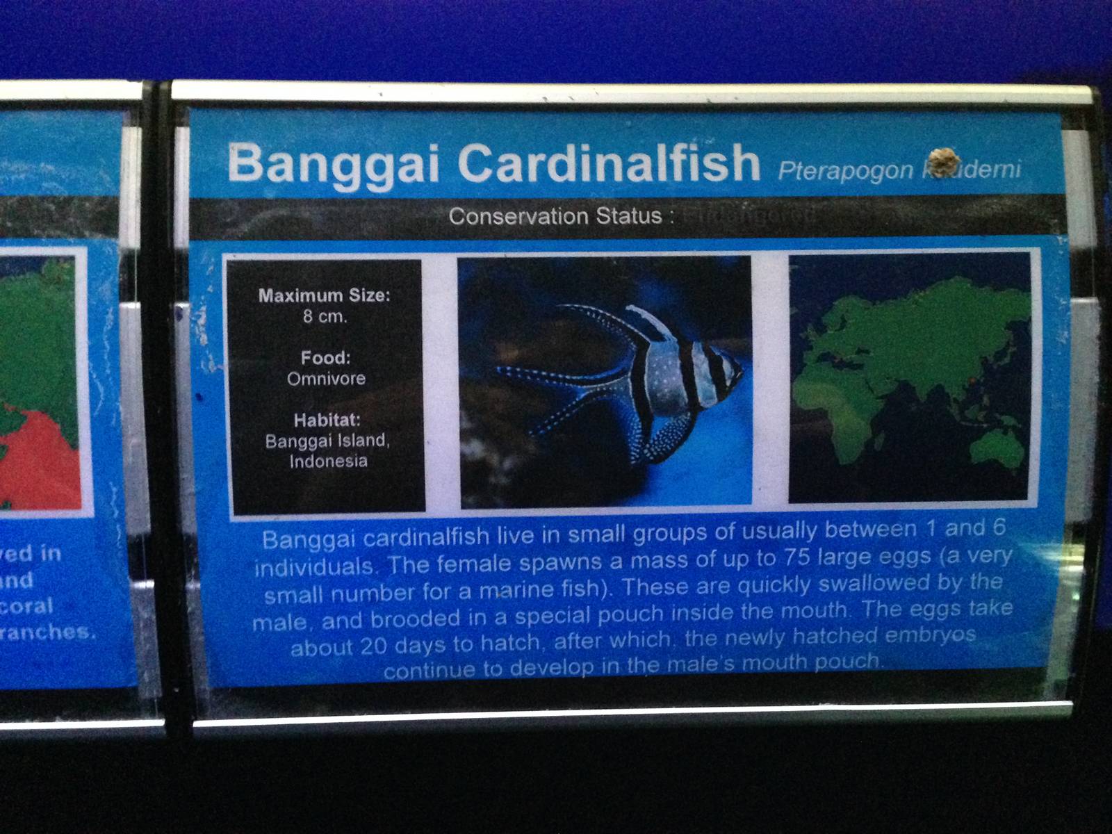 Banggai Cardinalfish Signage at Blue Planet Aquarium - 05/10/2013
